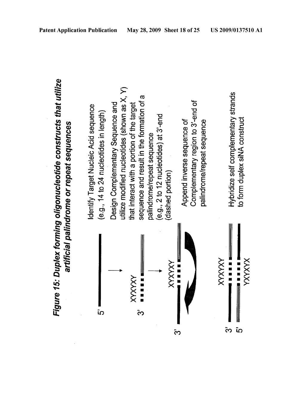 RNA INTERFERENCE MEDIATED INHIBITION OF NF-KAPPA B/ REL-A GENE EXPRESSION USING SHORT INTERFERING NUCLEIC ACID (siNA) - diagram, schematic, and image 19