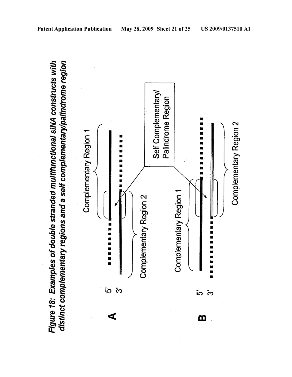 RNA INTERFERENCE MEDIATED INHIBITION OF NF-KAPPA B/ REL-A GENE EXPRESSION USING SHORT INTERFERING NUCLEIC ACID (siNA) - diagram, schematic, and image 22