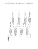 RNA Interference Mediated Inhibition of Cyclin D1 Gene Expression Using Short Interfering Nucleic Acid (siNA) diagram and image