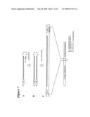 RNA Interference Mediated Inhibition of Cyclin D1 Gene Expression Using Short Interfering Nucleic Acid (siNA) diagram and image