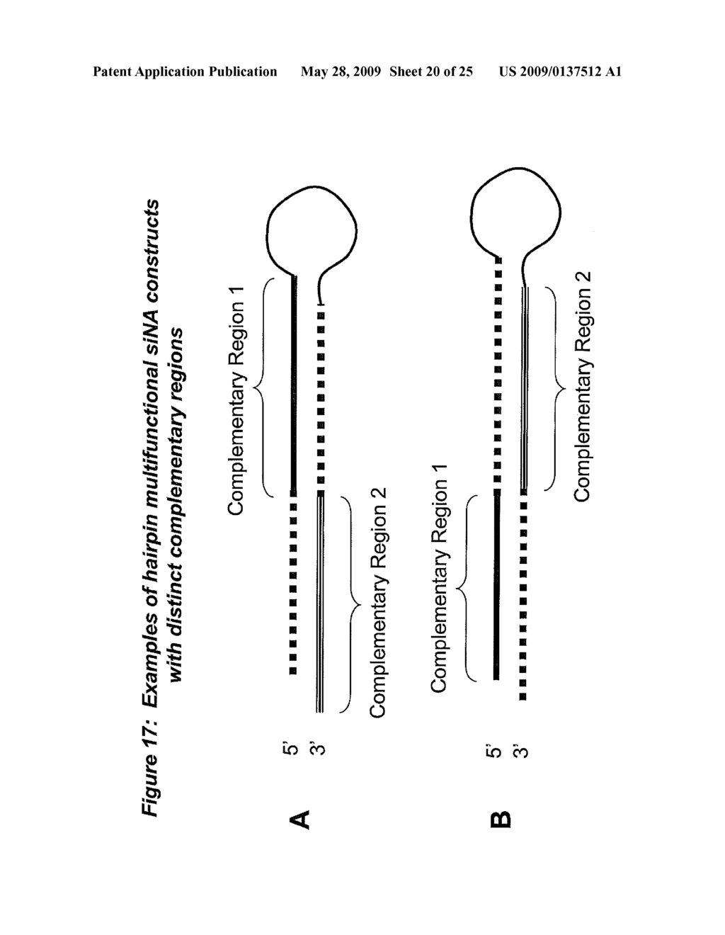 RNA Interference Mediated Inhibition of Cyclin D1 Gene Expression Using Short Interfering Nucleic Acid (siNA) - diagram, schematic, and image 21