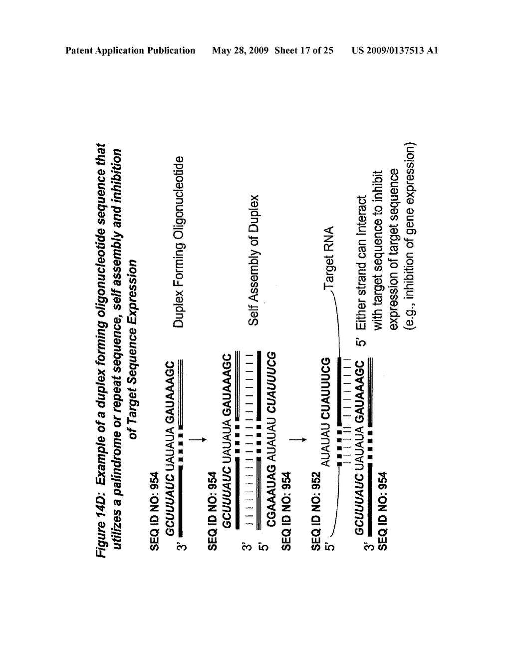 RNA Interference Mediated Inhibition of Acetyl-CoA-Carboxylase Gene Expression Using Short Interfering Nucleic Acid (siNA) - diagram, schematic, and image 18