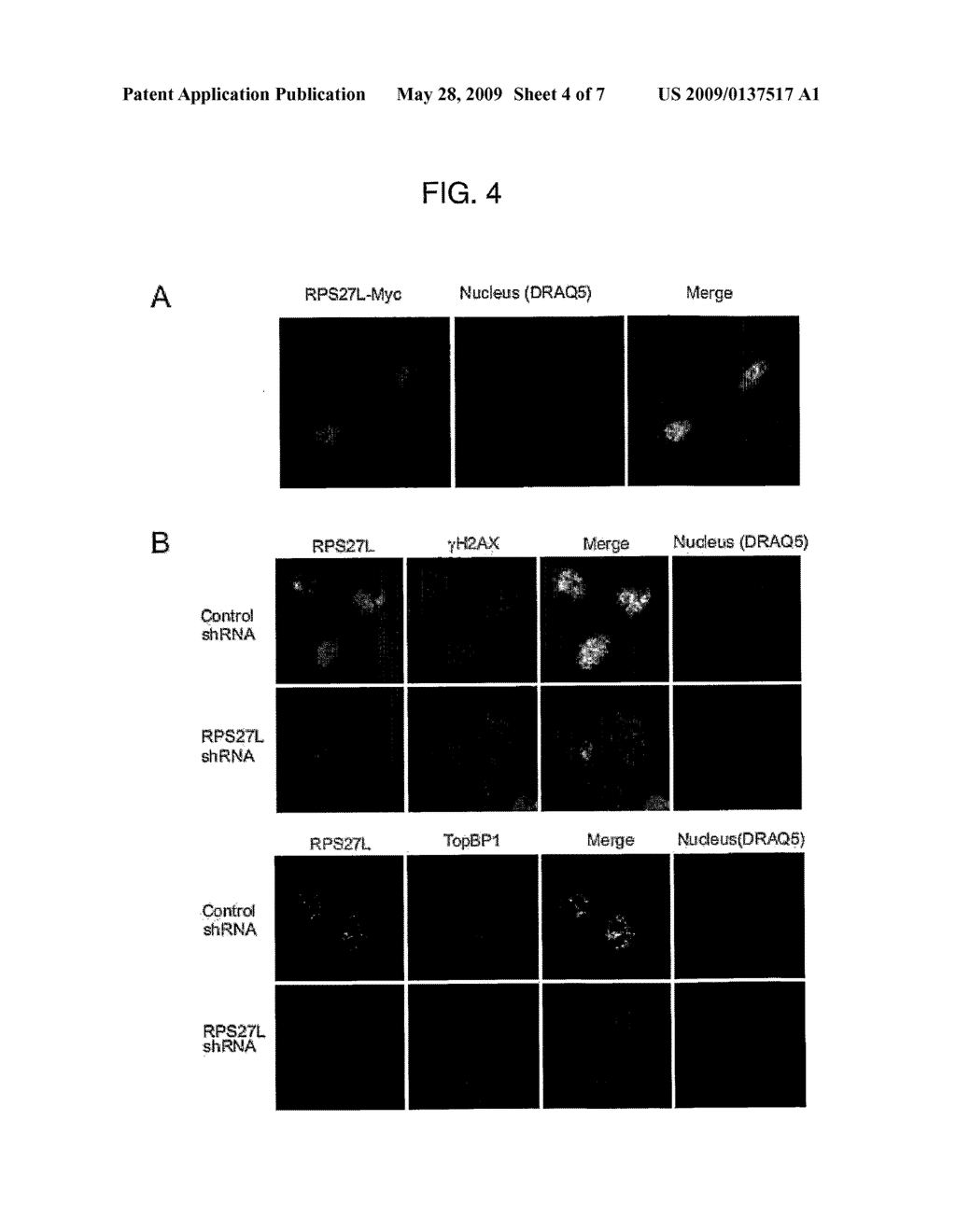 SENSITIZING A CELL TO CANCER TREATMENT BY MODULATING THE ACTIVITY OF A NUCLEIC ACID ENCODING RPS27L PROTEIN - diagram, schematic, and image 05