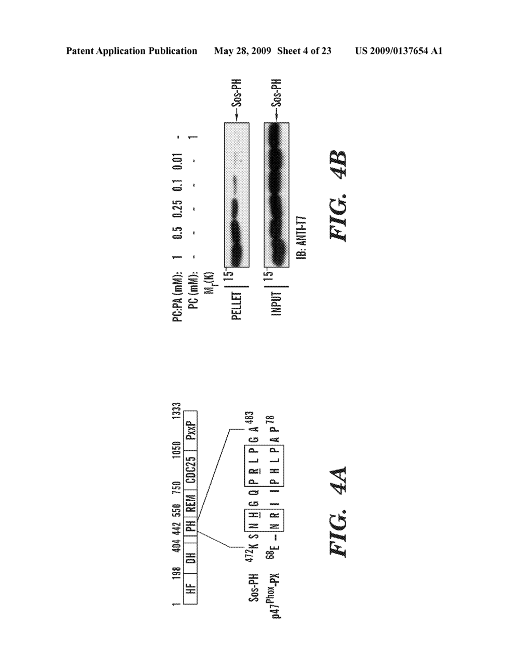 METHODS OF MODULATING BINDING OF SON OF SEVENLESS TO PHOSPHATIDIC ACID AND IDENTIFYING COMPOUNDS THAT MODULATE SUCH BINDING - diagram, schematic, and image 05