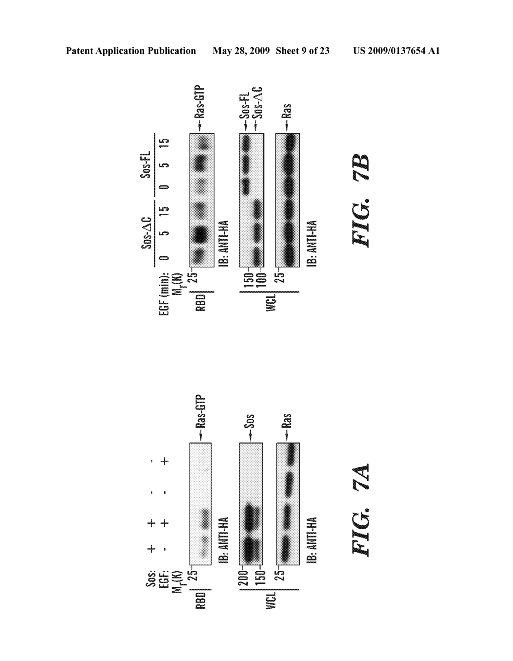 METHODS OF MODULATING BINDING OF SON OF SEVENLESS TO PHOSPHATIDIC ACID AND IDENTIFYING COMPOUNDS THAT MODULATE SUCH BINDING - diagram, schematic, and image 10