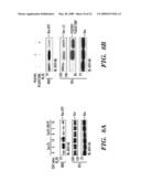 METHODS OF MODULATING BINDING OF SON OF SEVENLESS TO PHOSPHATIDIC ACID AND IDENTIFYING COMPOUNDS THAT MODULATE SUCH BINDING diagram and image
