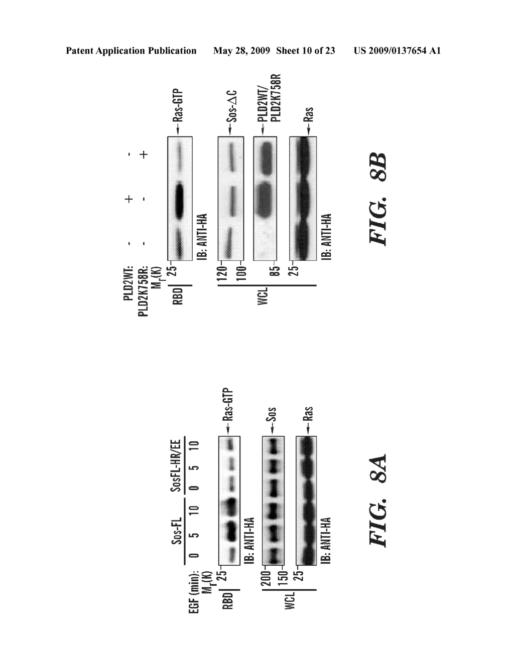 METHODS OF MODULATING BINDING OF SON OF SEVENLESS TO PHOSPHATIDIC ACID AND IDENTIFYING COMPOUNDS THAT MODULATE SUCH BINDING - diagram, schematic, and image 11