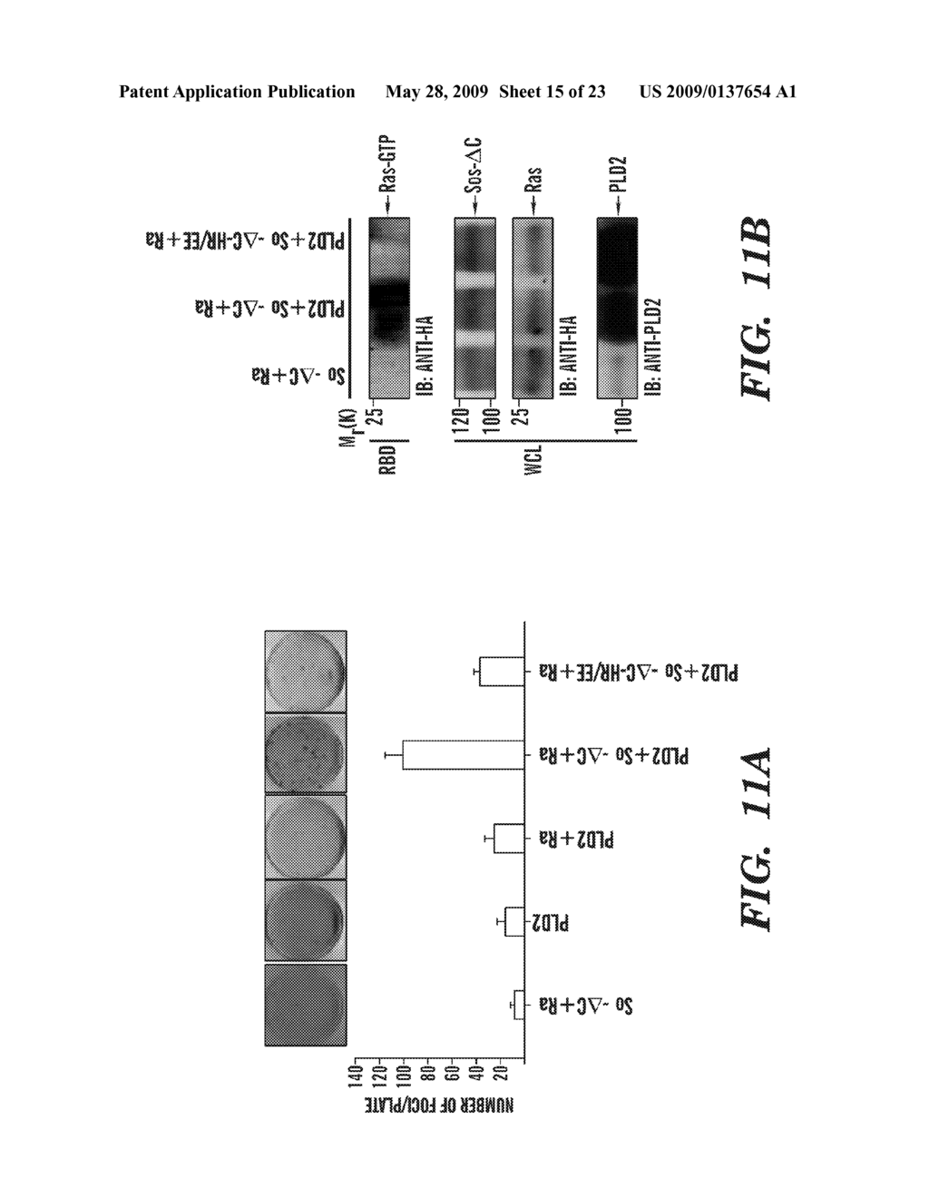 METHODS OF MODULATING BINDING OF SON OF SEVENLESS TO PHOSPHATIDIC ACID AND IDENTIFYING COMPOUNDS THAT MODULATE SUCH BINDING - diagram, schematic, and image 16