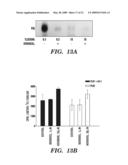 METHODS OF MODULATING BINDING OF SON OF SEVENLESS TO PHOSPHATIDIC ACID AND IDENTIFYING COMPOUNDS THAT MODULATE SUCH BINDING diagram and image