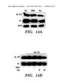 METHODS OF MODULATING BINDING OF SON OF SEVENLESS TO PHOSPHATIDIC ACID AND IDENTIFYING COMPOUNDS THAT MODULATE SUCH BINDING diagram and image