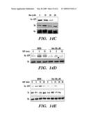 METHODS OF MODULATING BINDING OF SON OF SEVENLESS TO PHOSPHATIDIC ACID AND IDENTIFYING COMPOUNDS THAT MODULATE SUCH BINDING diagram and image