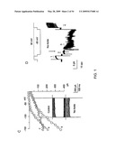 NOVEL NON-SELECTIVE CATION CHANNEL IN NEURONAL CELLS AND METHOD FOR TREATING BRAIN SWELLING diagram and image