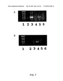 NOVEL NON-SELECTIVE CATION CHANNEL IN NEURONAL CELLS AND METHOD FOR TREATING BRAIN SWELLING diagram and image