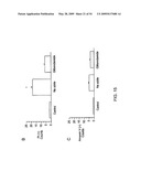 NOVEL NON-SELECTIVE CATION CHANNEL IN NEURONAL CELLS AND METHOD FOR TREATING BRAIN SWELLING diagram and image