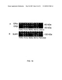 NOVEL NON-SELECTIVE CATION CHANNEL IN NEURONAL CELLS AND METHOD FOR TREATING BRAIN SWELLING diagram and image