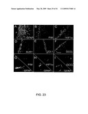 NOVEL NON-SELECTIVE CATION CHANNEL IN NEURONAL CELLS AND METHOD FOR TREATING BRAIN SWELLING diagram and image