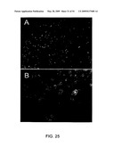 NOVEL NON-SELECTIVE CATION CHANNEL IN NEURONAL CELLS AND METHOD FOR TREATING BRAIN SWELLING diagram and image