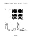 NOVEL NON-SELECTIVE CATION CHANNEL IN NEURONAL CELLS AND METHOD FOR TREATING BRAIN SWELLING diagram and image