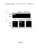 NOVEL NON-SELECTIVE CATION CHANNEL IN NEURONAL CELLS AND METHOD FOR TREATING BRAIN SWELLING diagram and image