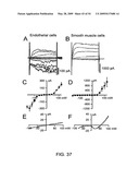 NOVEL NON-SELECTIVE CATION CHANNEL IN NEURONAL CELLS AND METHOD FOR TREATING BRAIN SWELLING diagram and image