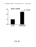 NOVEL NON-SELECTIVE CATION CHANNEL IN NEURONAL CELLS AND METHOD FOR TREATING BRAIN SWELLING diagram and image