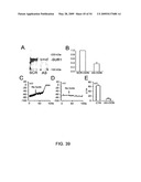 NOVEL NON-SELECTIVE CATION CHANNEL IN NEURONAL CELLS AND METHOD FOR TREATING BRAIN SWELLING diagram and image