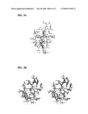 Crystal structure of human coronavirus 229E main proteinase and uses for developing SARS inhibitors diagram and image