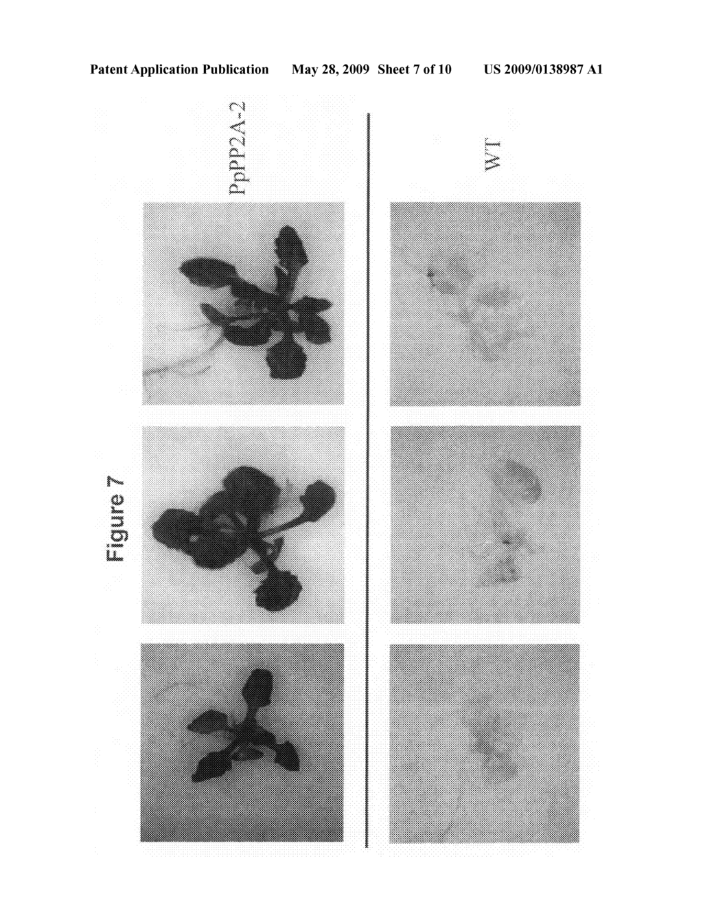 Phosphatase stress-related proteins and methods of use in plants - diagram, schematic, and image 08