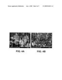 CONVECTIVE FLOW CHEMICAL VAPOR DEPOSITION GROWTH OF NANOSTRUCTURES diagram and image