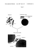 FUSOGENIC PROPERTIES OF SAPOSIN C AND RELATED PROTEINS AND PEPTIDES FOR APPLICATION TO TANSMEMBRANE DRUG DELIVERY SYSTEMS diagram and image