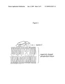 FUSOGENIC PROPERTIES OF SAPOSIN C AND RELATED PROTEINS AND PEPTIDES FOR APPLICATION TO TANSMEMBRANE DRUG DELIVERY SYSTEMS diagram and image