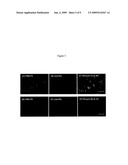 FUSOGENIC PROPERTIES OF SAPOSIN C AND RELATED PROTEINS AND PEPTIDES FOR APPLICATION TO TANSMEMBRANE DRUG DELIVERY SYSTEMS diagram and image