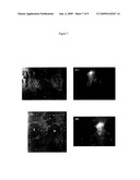 FUSOGENIC PROPERTIES OF SAPOSIN C AND RELATED PROTEINS AND PEPTIDES FOR APPLICATION TO TANSMEMBRANE DRUG DELIVERY SYSTEMS diagram and image