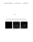 FUSOGENIC PROPERTIES OF SAPOSIN C AND RELATED PROTEINS AND PEPTIDES FOR APPLICATION TO TANSMEMBRANE DRUG DELIVERY SYSTEMS diagram and image