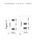 INTERLEUKIN-17F ANTIBODIES AND OTHER IL-17F SIGNALING ANTAGONISTS AND USES THEREFOR diagram and image