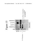 INTERLEUKIN-17F ANTIBODIES AND OTHER IL-17F SIGNALING ANTAGONISTS AND USES THEREFOR diagram and image