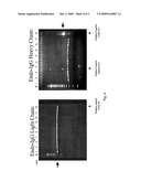 FUSION PARTNER FOR PRODUCTION OF MONOCLONAL RABBIT ANTIBODIES diagram and image