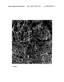 GLIOCLADIUM ISOLATE C-13 AND METHODS OF ITS USE FOR PRODUCING VOLATILE COMPOUNDS AND HYDROCARBONS diagram and image