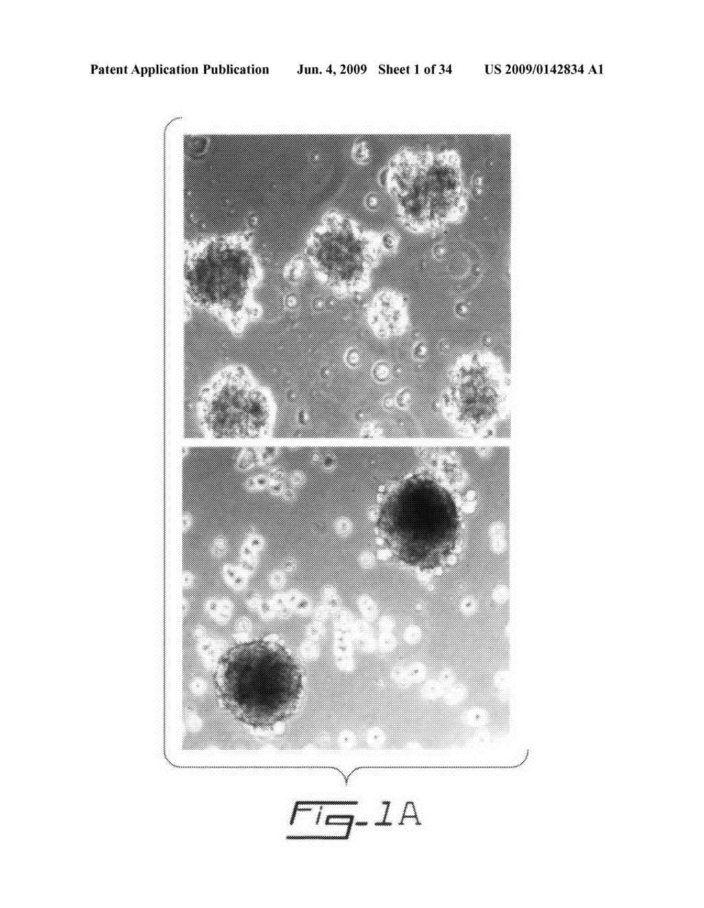 Multipotent stem cells from peripheral tissues and uses thereof - diagram, schematic, and image 02