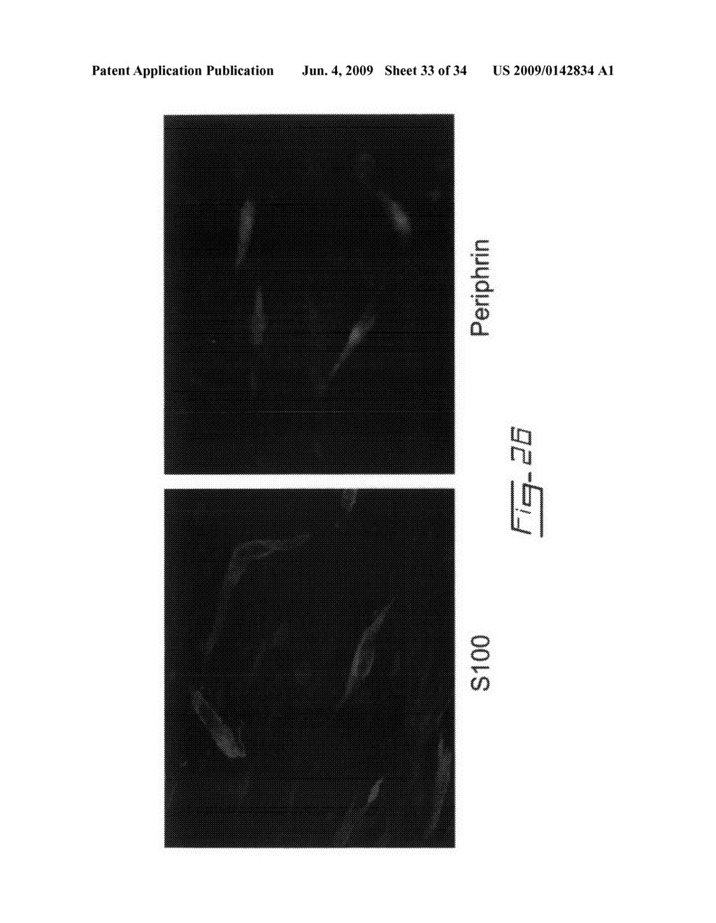 Multipotent stem cells from peripheral tissues and uses thereof - diagram, schematic, and image 34