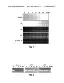 CLEAVABLE MODIFICATIONS TO REDUCIBLE POLY(AMIDO ETHYLENIMINE)S TO ENHANCE NUCLEOTIDE DELIVERY diagram and image