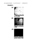 Oligonucleotide matrix and methods of use diagram and image