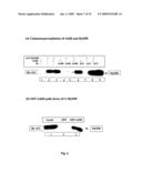 Orthopoxvirus vectors, genes and products thereof diagram and image