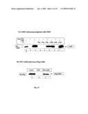 Orthopoxvirus vectors, genes and products thereof diagram and image