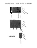 Yeast membrane protein expression system and its application in drug screening diagram and image