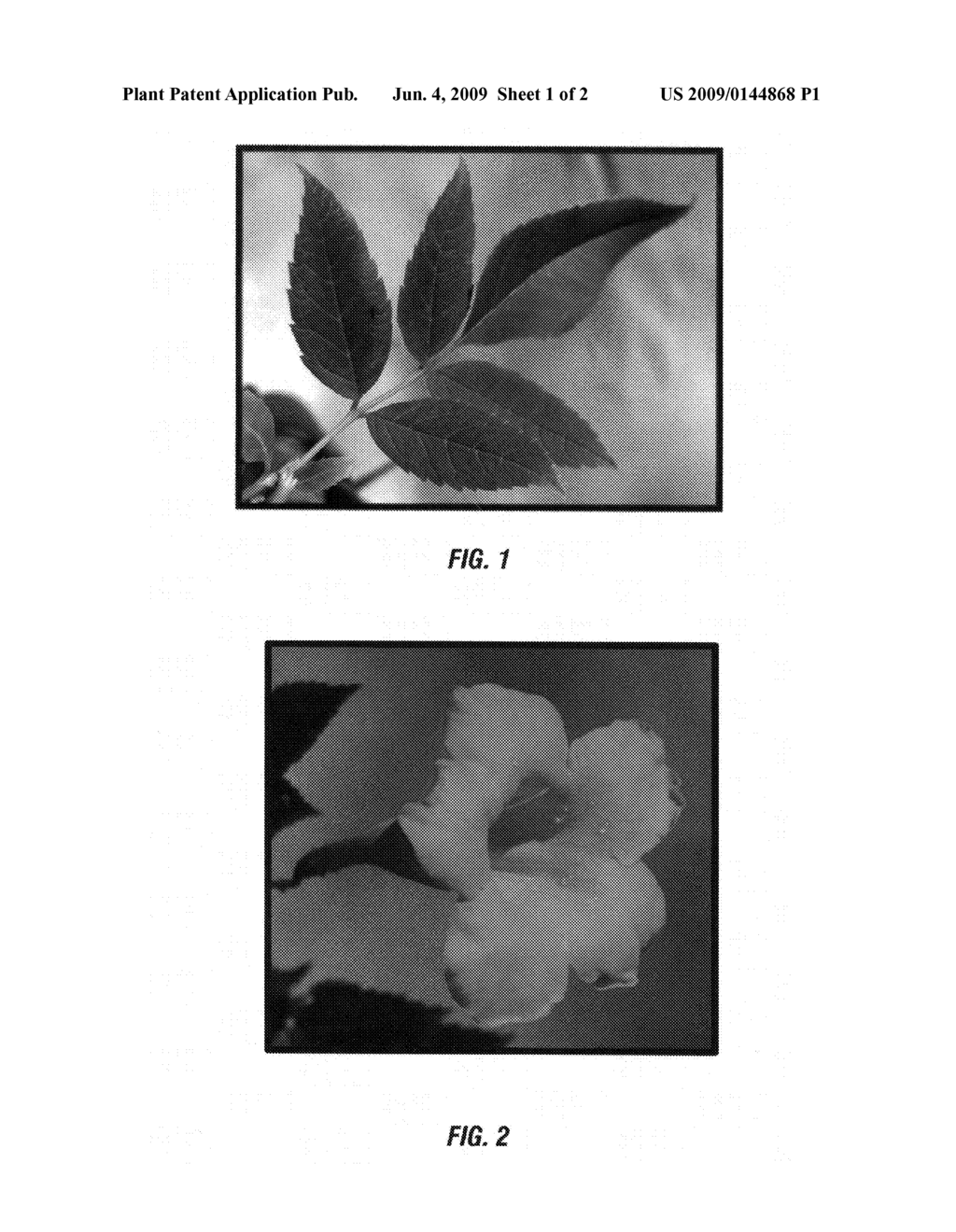 TECOMA PLANT NAMED 'MNSTAPBE' - diagram, schematic, and image 03