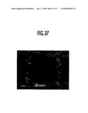 OXIDATION CATALYST APPARATUS FOR PURIFYING EXHAUST GAS diagram and image