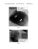 ANGIOGENICALLY INDUCED TRANSPLANTS AND METHODS FOR THEIR USE AND MANUFACTURE diagram and image