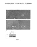 Glycine N-methyltransferase (GNMT) Animal model and use thereof diagram and image