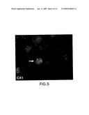 ATF4 As A Therapeutic Target In Alzheimers Disease And Other Neurological Disorders diagram and image